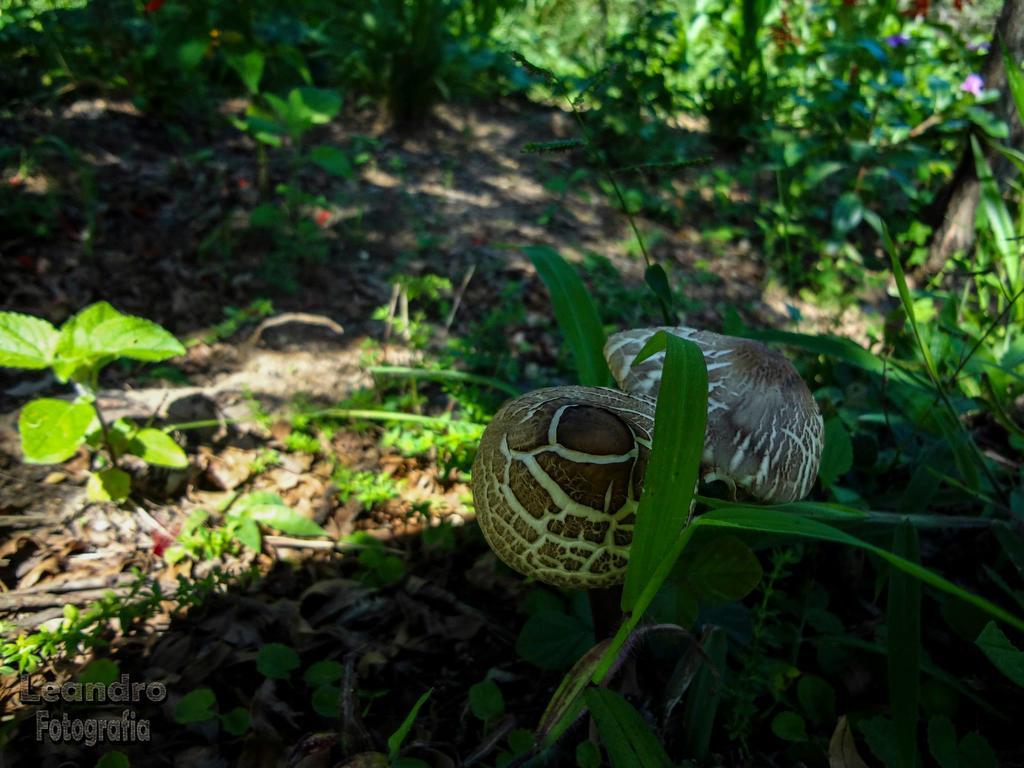 Pousada Passaredo Montanha Ibiúna 外观 照片